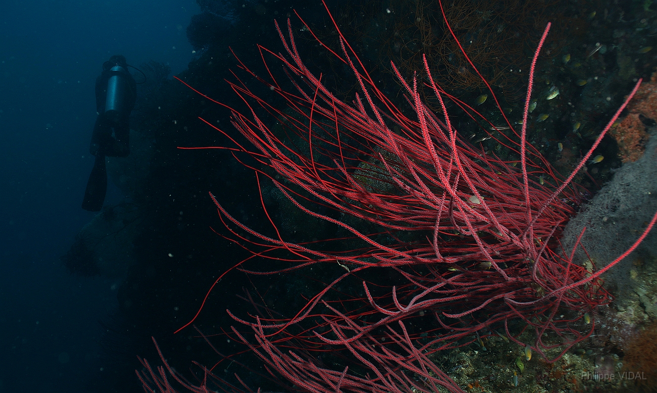 Raja Ampat 2016 - Corail - IMG_4051_rc.jpg